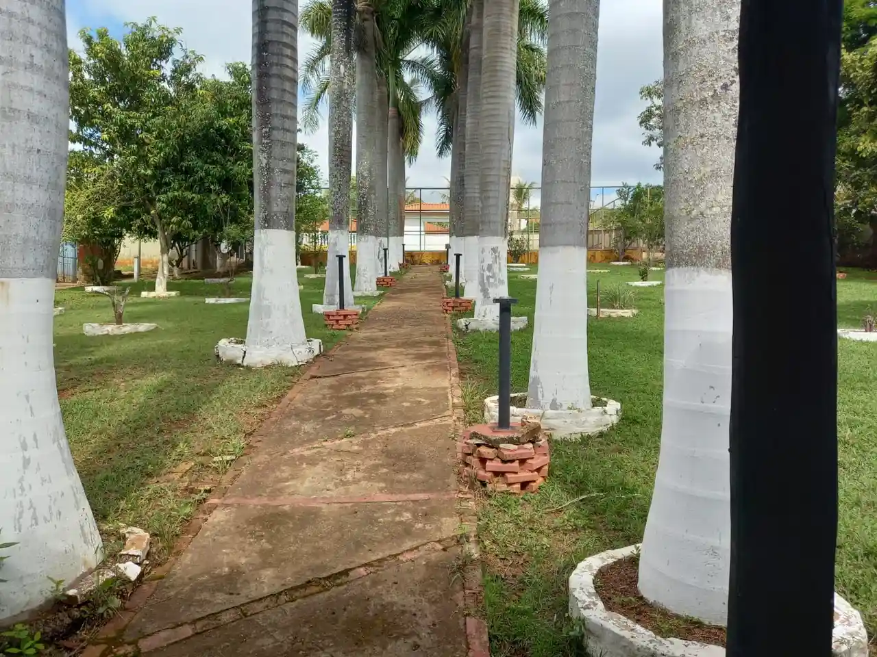 Caminho de concreto entre palmeiras altas, com gramado dos dois lados.